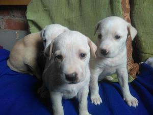 Venta de Cachorros Labradores