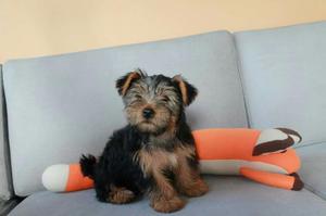 Yorkshire Terrier Dos Meses Macho