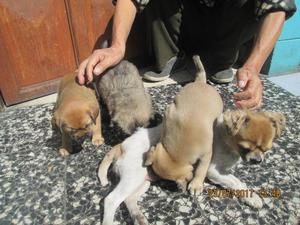 se vende lindos cachorritos cruze chihuahua