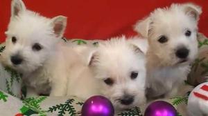 west hiland white terrier