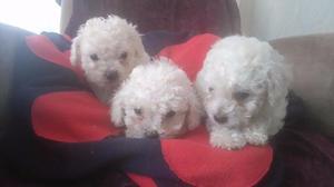 BICHON FRISE TIERNOS CACHORRITOS