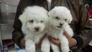 Bichon Frise Divertidos Inteligentes