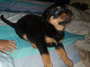 Cachorra Rottweiler