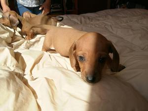 Cachorros de Perro Salchicha