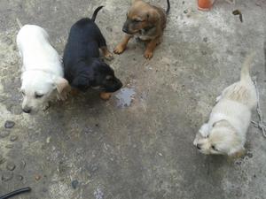 Cachorros en venta