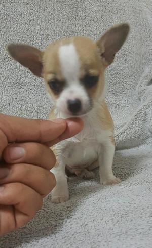 Chihuahua Machito