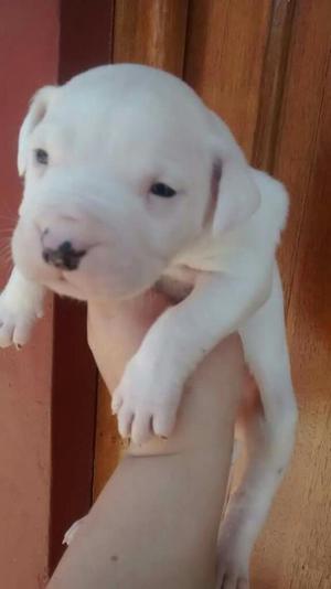 Dogo Argentino 62 Dias