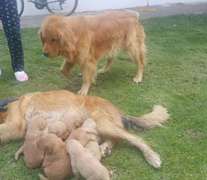 GOLDEN RETERIVER CACHORROS