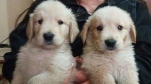 Golden Retriver