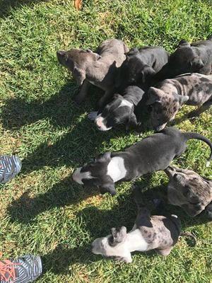 Gran Danes cruce con Doberman