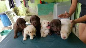 LABRADOR CACHORRITOS