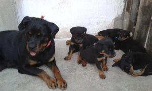 ROTTWEILER CACAHORRAZOS HERMOSOS