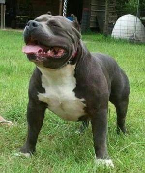 Remate de Cachorros Pitbull