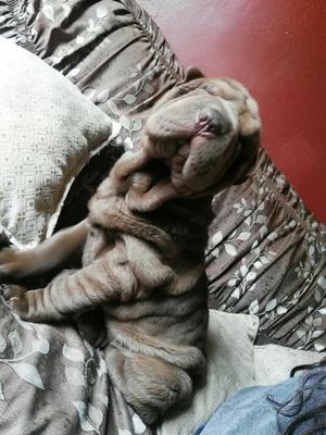 Sharpei