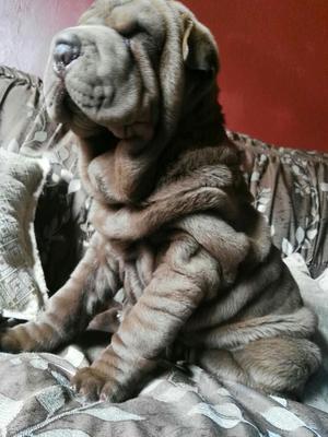 Sharpei