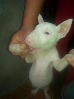 Vendo Cachorro Bull Terrier Machito