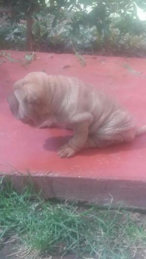 Vendo Cachorro Sharpei