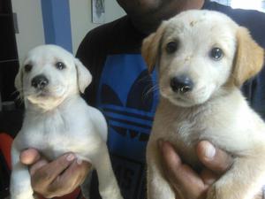 Venta de Cachorros Labradores