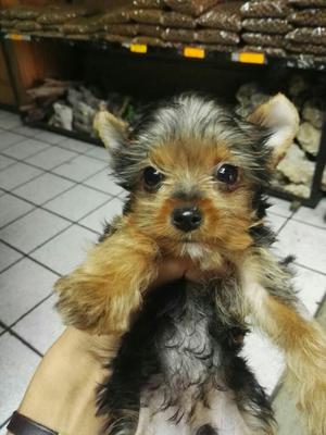 Yorkshire Terrier Bellos Toys