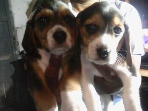 perros beagles de 1 mes y medio, padre y madre presentes!