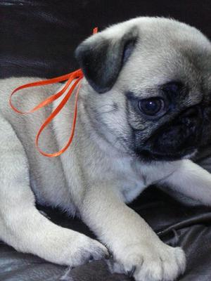 vendo impresionantes pug carliño