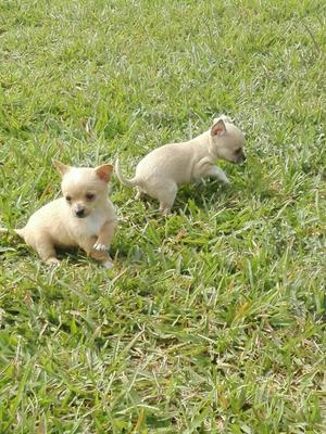 Bendo Lindos Cachorros Chihuahuas