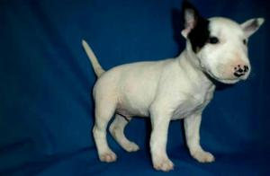 Bull Terrier