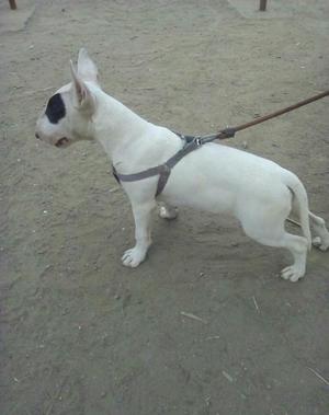 Bull Terrier.pedigree