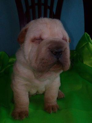 Cachorro Sharpei