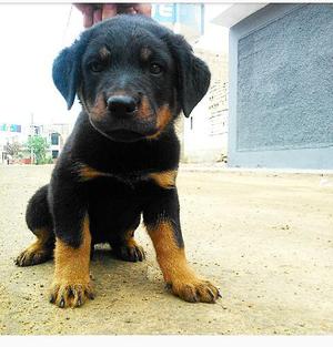 Cachorro rottweiler Aleman