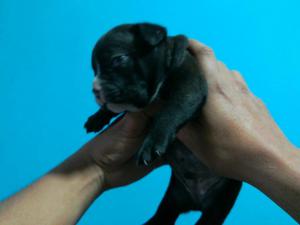 Cachorros American Bully