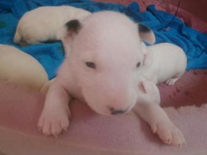 Cachorros Bull Terrier