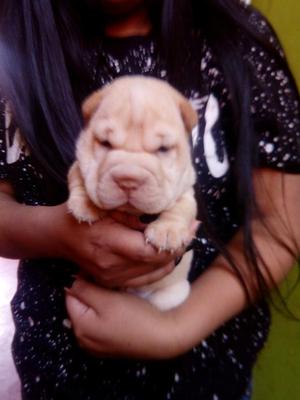 Cachorros Sharpei