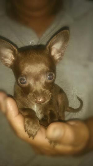 Chihuahua de Bolsillo