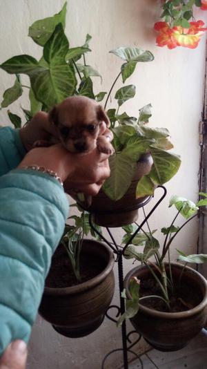 Chihuahua de Bolsillo Cabeza de Manzana