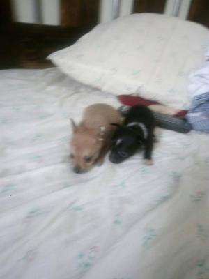 Chihuahua, lindo cachorros TOY, machos, 2 meses.