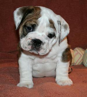 Deseo Adoptar Un Cachorro Bulldog Inglés
