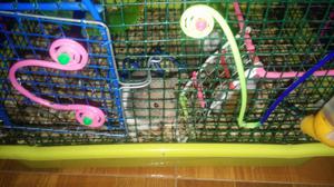 Doy en Adopción 4 Hamster con Su Jaula