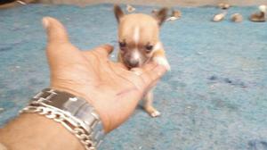 Lindo Chihuahua Macho Toy