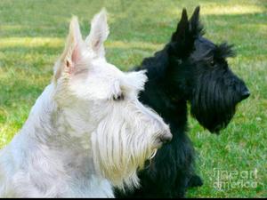 Scottish Terrier Trigo Y Negros.