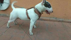 Servicio de Monta Bullterrier Rufo