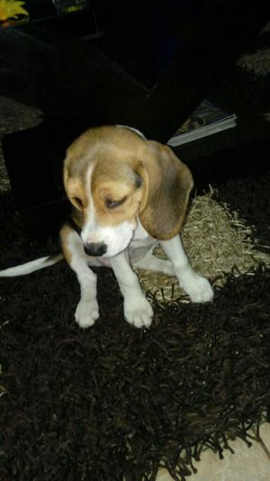 Vendo Beagle Tricolor Puro