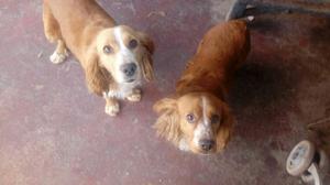 Vendo Perritos Cocker