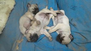 Venta de Cachorros Raza Pug Carlino