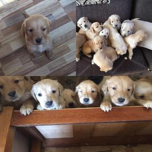 Ventas de Cachorros Golden Retriever