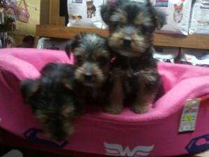 Yorkshire Terrier Bellos Cachorritos