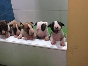 cachorros bull terrier