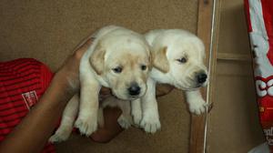 cachorros labradores