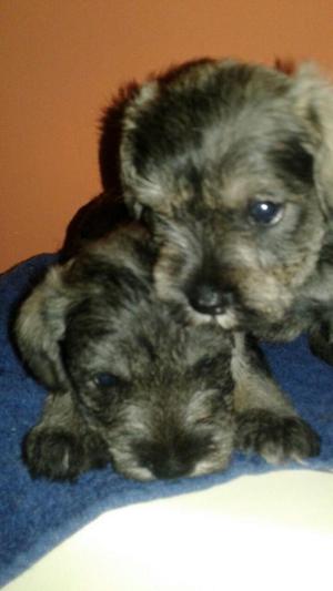 cachorros schnauzer