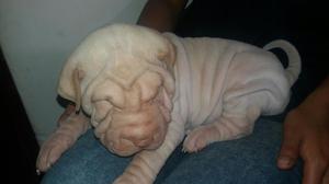 en Venta Hermosos Shar Pei